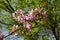 Apple tree bloom in spring. Malus Niedzwetzkyana. Branch with delicate pink flowers