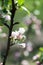 Apple tree blooming