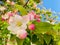 An apple tree blooms against a blue sky.