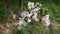 Apple tree blooms, pink and white flowers on the tree