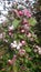 Apple tree blooms, pink and white flowers on the tree