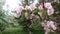 Apple tree blooms, pink and white flowers on the tree