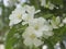 The Apple tree blooms white buds