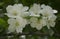 The Apple tree blooms white buds