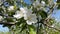 Apple tree blooms - white flowers