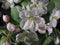 Apple tree blooms. White petals of the opened flower buds.