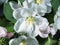 Apple tree blooms. White petals of the opened flower buds.