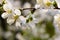 Apple tree blossom