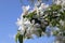 Apple tree blossom against blue sky. Gentle spring flowers.