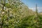 Apple tree blossom. Apple Orchards in spring time in the countryside of Non Valley Val di Non, Trentino Alto Adige, northern Ita