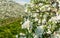 Apple tree blossom. Apple Orchards in spring time in the countryside of Non Valley Val di Non, Trentino Alto Adige, northern Ita