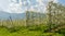 Apple tree blossom. Apple Orchards in spring time in the countryside of Non Valley Val di Non, Trentino Alto Adige, northern Ita