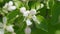 Apple tree blossom blooming in spring. Windy weather. Spring orchard branches sway in the wind.