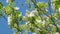 Apple tree blossom blooming in spring. Windy weather. Spring orchard branches sway in the wind.