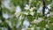 Apple tree blossom blooming in spring. Windy weather. Spring orchard branches sway in the wind.