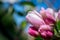 Apple tree blossom in garden