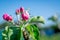 Apple tree blossom in garden