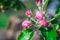 Apple tree blossom in garden