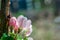 Apple tree blossom in garden