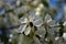 Apple tree blossom with small insect close up