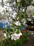 Apple tree blossom in spring on some rural street