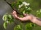 Apple tree blossoms