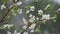 Apple tree blossoms covered in snow during unexpected snowfall in spring. Blooming flowers freezing under white snow in the garden