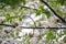 Apple tree blossoms covered in snow during unexpected snowfall in spring. Blooming flowers freezing under white snow in the garden