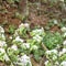 Apple tree blossoms in snow Snowfall spring