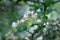 Apple Tree Blossoms with white and pink flowers.Spring flowering garden fruit tree