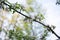 Apple tree branch full of beautiful delicate blossoms