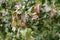 Apple tree branch with leaves damaged by Cacopsylla mali syn. Psylla mali or Apple Sucker