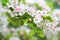 Apple tree branch with pure white blossoms