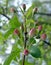 Apple tree branch with soft pink unopened buds