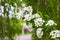 Apple tree branch in the spring, it blossomed white flowers and