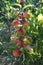 Apple tree branch strewn with apples. Bountiful harvest.