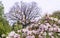 Apple tree branches full of flowers and large oak