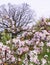 apple tree branches full of flowers and large oak