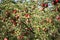 Apple tree with branches full of ripe red fruits