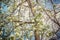 Apple tree branches full of white blossoms