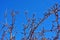 Apple tree branches without leaves close up detail, bright blue sky