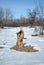 Apple tree burned stump on snowy meadow with bushes, winter landscape, blue sky