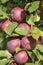 Apple tree columnar Triumph in the garden. The tree has almost no branches, the fruits grow on the trunk.