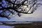 Apple tree dark branches without leaves close up detail, snowy meadow, winter landscape, blue evening sky background