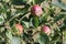 Apple tree. Dwarf apple tree. Apple hanging on a tree branch.