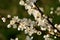 Apple tree flower