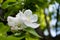 Apple tree flower with five delicate petals of white and pink color