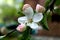 Apple tree flower with five delicate petals of white and pink color