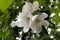 Apple tree flower with five delicate petals of white and pink color