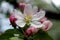 Apple tree flower with five delicate petals of white and pink color